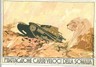 06412 CARTOLINA d'Epoca MILITARI ILLUSTRATE: COLONIALI