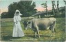 ETHNIC : VINTAGE POSTCARD: GB : JERSEY : MILKING SCENE 1908