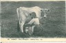 ETHNIC : VINTAGE POSTCARD: GB : JERSEY : MILKING SCENE