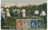 02403 ETHNIC vintage postcard: PORTUGAL - MADEIRA