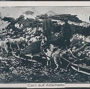 43723    EX- LIBRIS  - BRESCIA :  CANI SULL'ADAMELLO