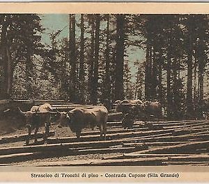 44565   CARTOLINA d'Epoca - COSENZA - SILA ILLUSTRATA Contrada Cupone  Serie IV