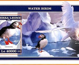 A6806 - SIERRA LEONE, Error, 2018, MISSPERF SOUVENIR SHEET: Water Birds, Owls
