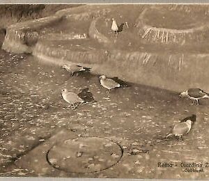 ab0227 - VINTAGE POSTCARD - ROME City