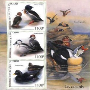 A8746 - TCHAD - ERROR MISPERF Stamp Sheet - 2021 BIRDS DUCKS