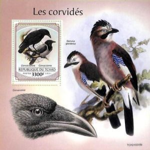 A8748 - TCHAD - ERROR MISPERF Stamp Sheet - 2021 BIRDS OF PREY