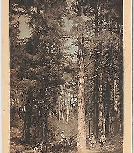 44575   CARTOLINA d'Epoca - COSENZA - SILA: valle Mazzei -  Serie III n. 22