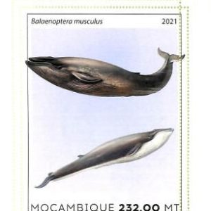 A8157 - MOCAMBIQUE - ERROR MISPERF Stamp Sheet -2021 WHALES