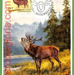 32229 - Hungary -  MAXIMUM CARD - 1964 -  ANIMALS Hunting DEER