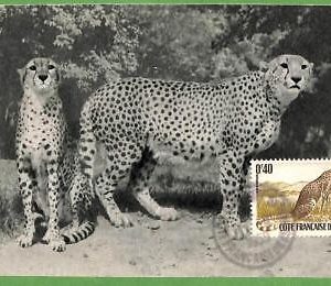 32239 - Cote des Somalis  -  MAXIMUM CARD - 1959 -  Animals, Big Cats