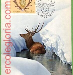 32228 - Hungary -  MAXIMUM CARD - 1964 -  ANIMALS Hunting DEER