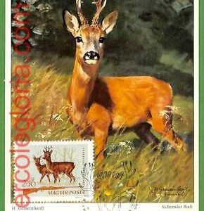 32194 - Hungary -  MAXIMUM CARD - 1964 -  ANIMALS Hunting DEER