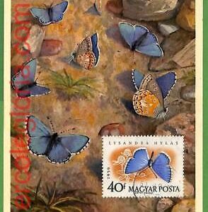 32414 - Hungary -   MAXIMUM CARD - Butterflies