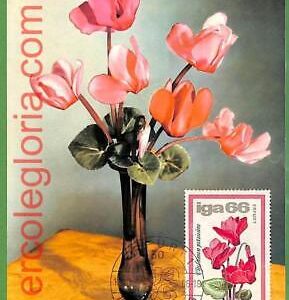 32448 - Germany DDR -  MAXIMUM CARD - 1966 - Flowers