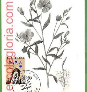 32451 - Belgium -  MAXIMUM CARD - 1967 - Flowers