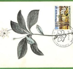 32452 - Belgium -  MAXIMUM CARD - 1967 - Flowers