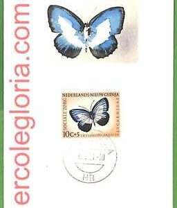 32418 -  Netherlands NEW GUINEA -   MAXIMUM CARD - Butterflies