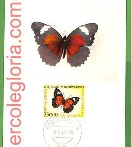 32419 -  Netherlands NEW GUINEA -   MAXIMUM CARD - Butterflies