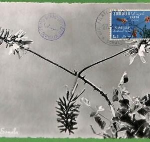 32454 - Somalia -  MAXIMUM CARD - Flowers