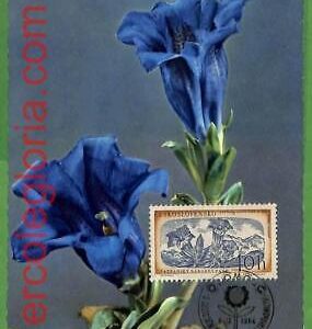 32457 - Czechoslovakia -  MAXIMUM CARD - 1964 - Flowers
