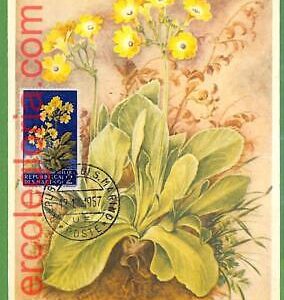 32453 - San Marino -  MAXIMUM CARD - 1957 - Flowers