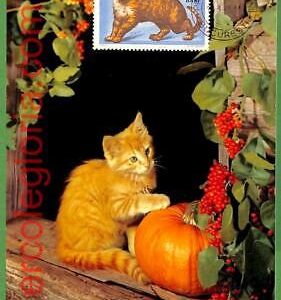32497 - ROMANIA -  MAXIMUM CARD - ANIMALS, CATS