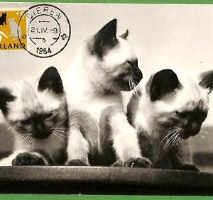 32485 - Netherlands -  MAXIMUM CARD - 1964 - ANIMALS, CATS