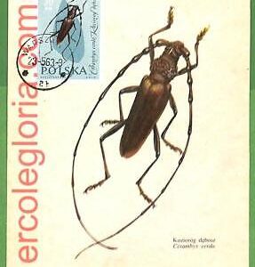 32536 - POLAND -  MAXIMUM CARD - 1963 - INSECTS