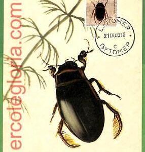 32523 - YUGOSLAVIA -  MAXIMUM CARD - 1966 - INSECTS