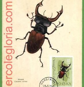 32541 - POLAND -  MAXIMUM CARD - 1933 - INSECTS