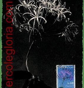 32462 - Somalia -  MAXIMUM CARD - 1955 - Flowers