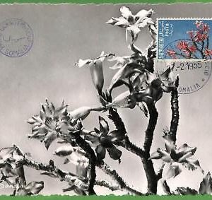 32460 - Somalia -  MAXIMUM CARD - 1955 - Flowers