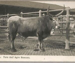 ab0436 - VINTAGE POSTCARD - ROME City: Toro dell 'Agro Romano