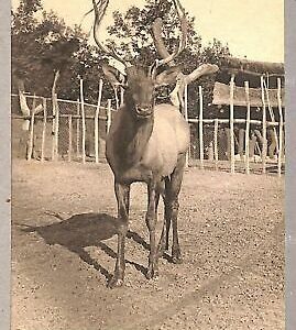 ab0401 - VINTAGE POSTKARTE - ROM Stadt: Zoologischer Garten