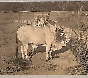 ab0370 - VINTAGE POSTKARTE - ROM Stadt
