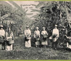 aa6137 - COSTA RICA - Vintage Postcard - Cogedoras de cafe