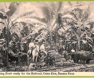 aa6139 - COSTA RICA - Vintage Postcard - Banana Farm