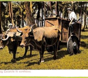 aa6140 - COSTA RICA - Vintage Postcard - Ethnic