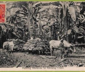 af2324 - COSTA RICA - Vintage Postcard - Ethnic - 1912