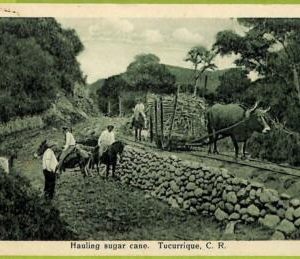 12715 - COSTA RICA - Vintage Postcard  - Tucurrique