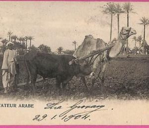 ag2718 - EGYPT - VINTAGE POSTCARD  - Ethnic - 1904