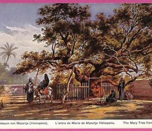 ag2733 - EGYPT - VINTAGE POSTCARD  - The Mary Tree from Heliopolis