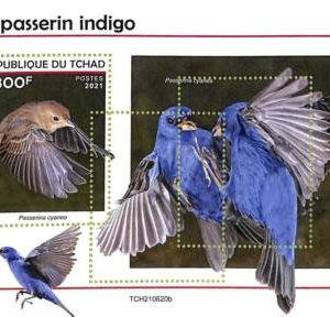 A9573 - TCHAD -  ERROR MISPERF Stamp Sheet - 2021 - Indigo Sparrow, Birds