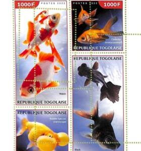 A9675 - TOGOLAISE -  ERROR MISPERF Stamp Sheet - 2022 - Fishes, Marine life