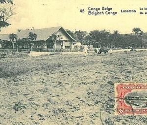 10622 -  CONGO - FARMING NATURE - MAXIMUM CARD: BELGE