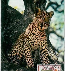 32175 - Congo - POSTAL HISTORY-MAXIMUM CARD - 1972 : Panther,Safari,Wild Animals