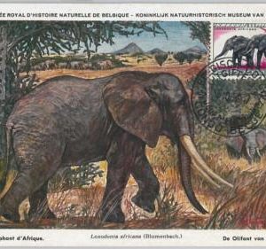 52188  - Belgian CONGO BELGE  -  FDC  MAXIMUM CARD - 1956  ANIMALS: ELEPHANT