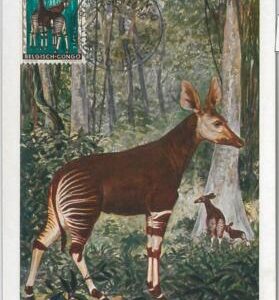 52195  - Belgian CONGO BELGE  -  FDC  MAXIMUM CARD - 1956  ANIMALS: OKAPI