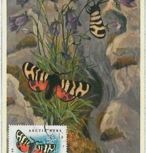 32415 - HUNGARY - MAXIMUM CARD : intects BUTTERFLIES1960 #3