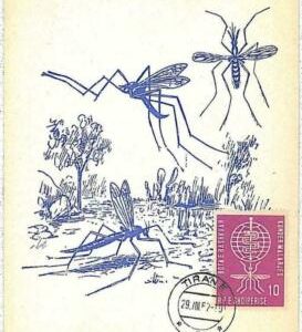 32531 - ALBANIA - MAXIMUM CARD : insects medicine MALARIA 1962 # 3